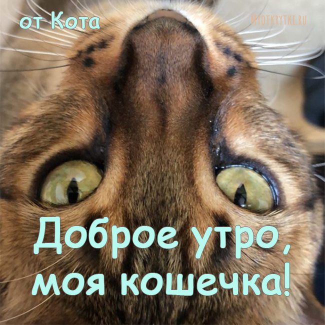 Доброе утро от кота картинки