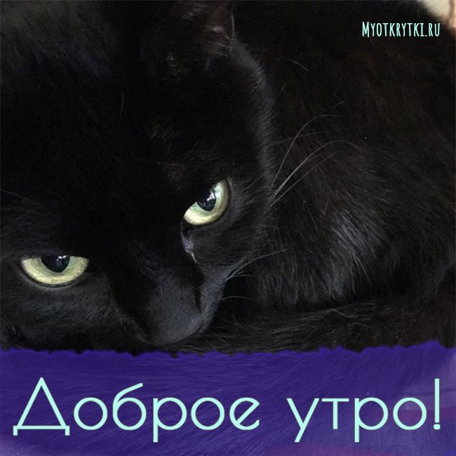 Доброе утро с котиками картинки красивые
