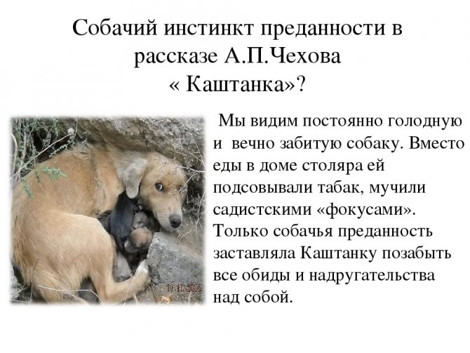 история о верности собак