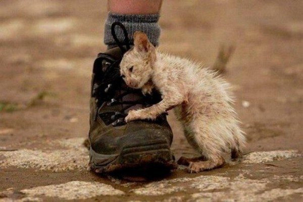 котенок просится домой