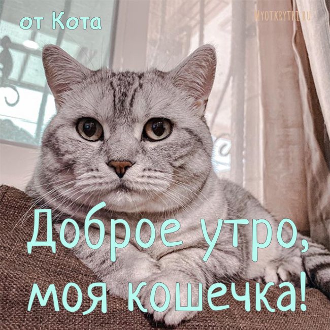 пикчи с добрым утром с котом